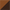 Cognac Robusta Brown